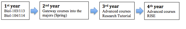 1st year
Biol-103/113 and Biol 104/114

2nd year
Gateway courses into the majors (Spring)

3rd year
Advanced courses
Research Tutorial

4th year
Advanced courses
RISE