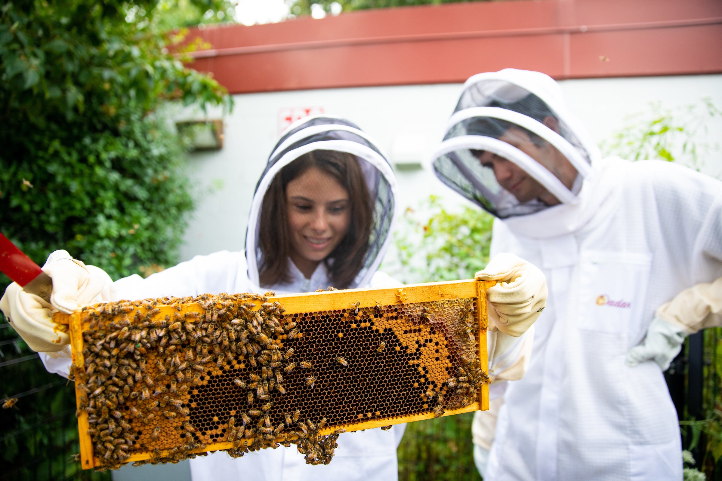 Bee hive