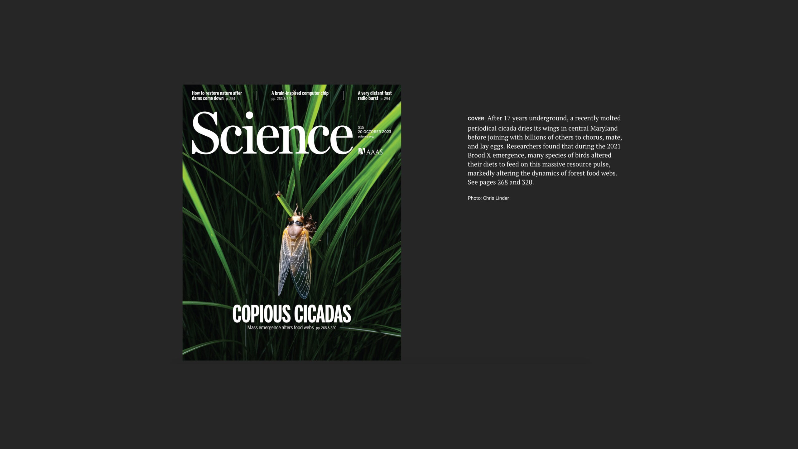 Science cover - Copious Cicadas